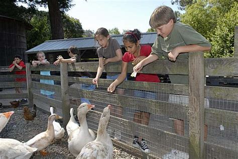 fotos de tilden little farm|tilden little farm east bay.